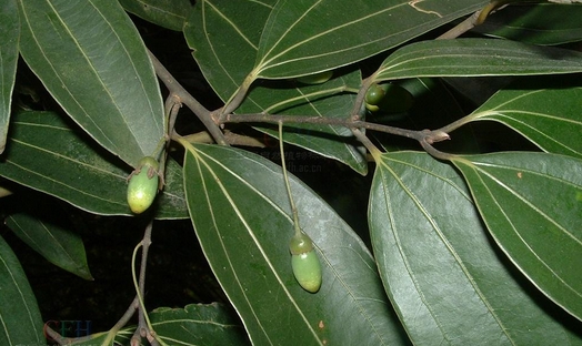 Cinnamomum pedunculatum seed